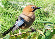 Mountain magpie