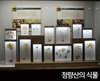 청량산의 식물